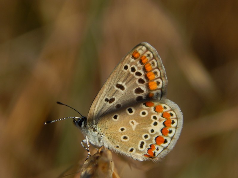 Polyommatus icarus con due puntini?